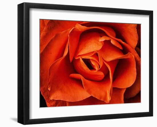 Rose in Orange, 2021,(photograph)-Ant Smith-Framed Giclee Print