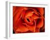 Rose in Orange, 2021,(photograph)-Ant Smith-Framed Giclee Print