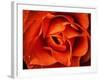 Rose in Orange, 2021,(photograph)-Ant Smith-Framed Giclee Print