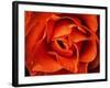 Rose in Orange, 2021,(photograph)-Ant Smith-Framed Giclee Print