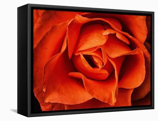 Rose in Orange, 2021,(photograph)-Ant Smith-Framed Stretched Canvas