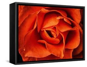 Rose in Orange, 2021,(photograph)-Ant Smith-Framed Stretched Canvas