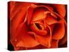 Rose in Orange, 2021,(photograph)-Ant Smith-Stretched Canvas