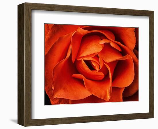 Rose in Orange, 2021,(photograph)-Ant Smith-Framed Giclee Print