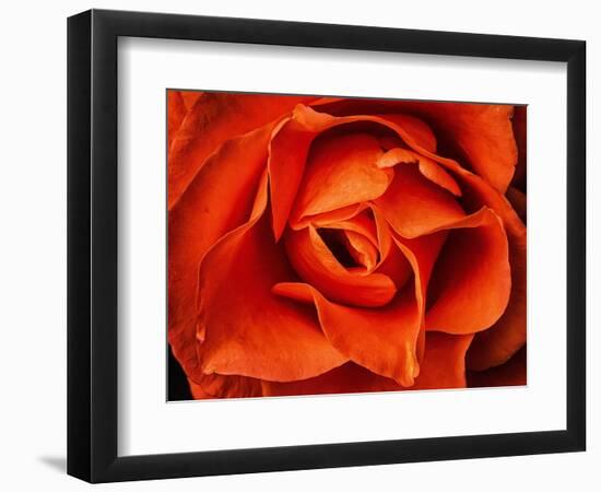 Rose in Orange, 2021,(photograph)-Ant Smith-Framed Giclee Print