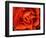 Rose in Orange, 2021,(photograph)-Ant Smith-Framed Giclee Print