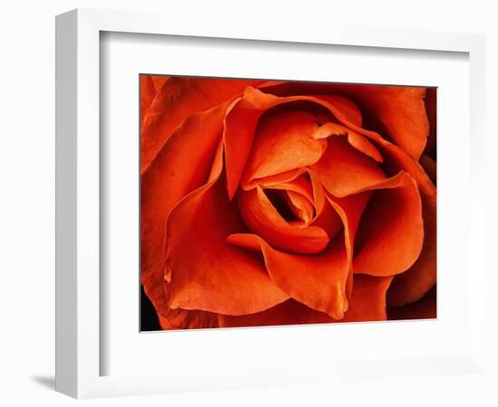 Rose in Orange, 2021,(photograph)-Ant Smith-Framed Giclee Print