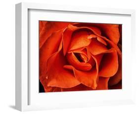 Rose in Orange, 2021,(photograph)-Ant Smith-Framed Giclee Print