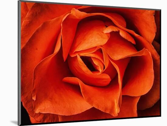 Rose in Orange, 2021,(photograph)-Ant Smith-Mounted Giclee Print
