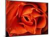 Rose in Orange, 2021,(photograph)-Ant Smith-Mounted Giclee Print