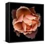 Rose Just Joey-Magda Indigo-Framed Stretched Canvas