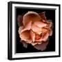 Rose Just Joey-Magda Indigo-Framed Premium Photographic Print