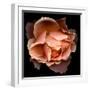 Rose Just Joey-Magda Indigo-Framed Premium Photographic Print