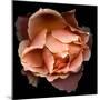 Rose Just Joey-Magda Indigo-Mounted Premium Photographic Print