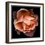 Rose Just Joey-Magda Indigo-Framed Photographic Print