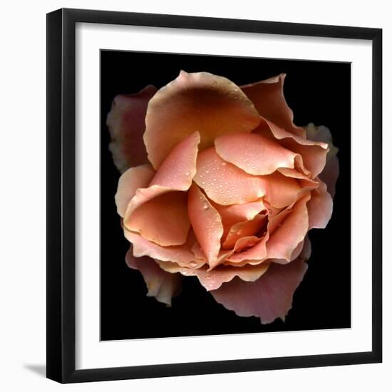 Rose Just Joey-Magda Indigo-Framed Photographic Print