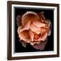 Rose Just Joey-Magda Indigo-Framed Photographic Print