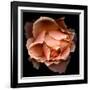 Rose Just Joey-Magda Indigo-Framed Photographic Print