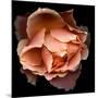 Rose Just Joey-Magda Indigo-Mounted Photographic Print