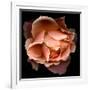 Rose Just Joey-Magda Indigo-Framed Photographic Print