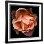 Rose Just Joey-Magda Indigo-Framed Photographic Print