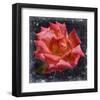 Rose Lantern-null-Framed Art Print