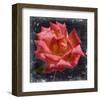 Rose Lantern-null-Framed Art Print