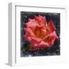 Rose Lantern-null-Framed Art Print