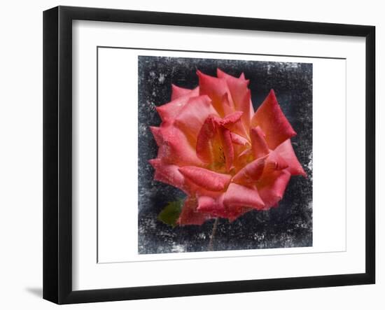 Rose Lantern-null-Framed Art Print