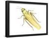 Rose Leafhopper (Typhlocyba Rosae), Insects-Encyclopaedia Britannica-Framed Poster