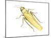 Rose Leafhopper (Typhlocyba Rosae), Insects-Encyclopaedia Britannica-Mounted Poster