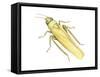 Rose Leafhopper (Typhlocyba Rosae), Insects-Encyclopaedia Britannica-Framed Stretched Canvas