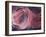 Rose Light II-Charles McMullen-Framed Art Print