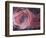 Rose Light II-Charles McMullen-Framed Art Print