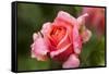 Rose 'Mary Ann' of roses Tantau, blossom, close-up-Gerhard Tegeler-Framed Stretched Canvas