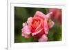 Rose 'Mary Ann' of roses Tantau, blossom, close-up-Gerhard Tegeler-Framed Photographic Print