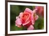 Rose 'Mary Ann' of roses Tantau, blossom, close-up-Gerhard Tegeler-Framed Photographic Print