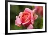 Rose 'Mary Ann' of roses Tantau, blossom, close-up-Gerhard Tegeler-Framed Photographic Print