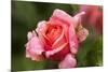 Rose 'Mary Ann' of roses Tantau, blossom, close-up-Gerhard Tegeler-Mounted Photographic Print