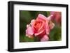 Rose 'Mary Ann' of roses Tantau, blossom, close-up-Gerhard Tegeler-Framed Photographic Print