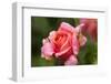 Rose 'Mary Ann' of roses Tantau, blossom, close-up-Gerhard Tegeler-Framed Photographic Print