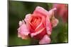 Rose 'Mary Ann' of roses Tantau, blossom, close-up-Gerhard Tegeler-Mounted Photographic Print