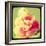 Rose Mist-Irene Suchocki-Framed Giclee Print