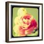 Rose Mist-Irene Suchocki-Framed Giclee Print