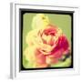 Rose Mist-Irene Suchocki-Framed Giclee Print