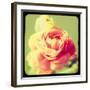 Rose Mist-Irene Suchocki-Framed Giclee Print