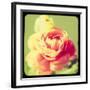 Rose Mist-Irene Suchocki-Framed Giclee Print