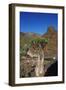 Rose of Desert (Adenium Obesum Ssp. Sokotranum), Dihamri Beach, Socotra Island, Yemen, Middle East-Bruno Morandi-Framed Photographic Print