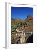 Rose of Desert (Adenium Obesum Ssp. Sokotranum), Dihamri Beach, Socotra Island, Yemen, Middle East-Bruno Morandi-Framed Photographic Print