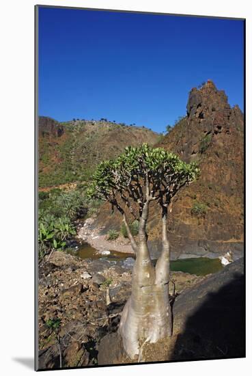 Rose of Desert (Adenium Obesum Ssp. Sokotranum), Dihamri Beach, Socotra Island, Yemen, Middle East-Bruno Morandi-Mounted Photographic Print